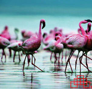 非洲草原:浴火重生火烈鸟