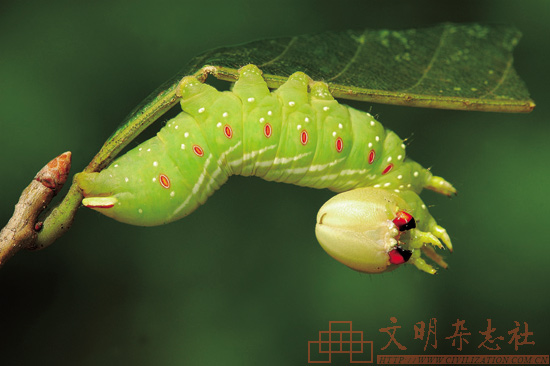 在牵牛花上去找白薯天蛾,到荨麻上去找孔雀蛱蝶