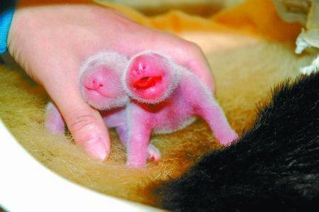 [灰常点评]大熊猫滚来滚去几千年~有天敌不?