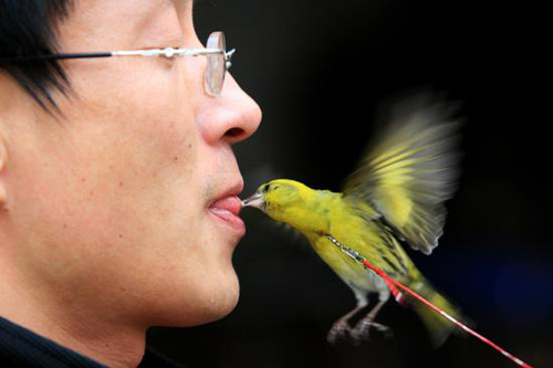 10,12月4日,合肥市裕丰花鸟市场,一名养鸟人在逗鸟.