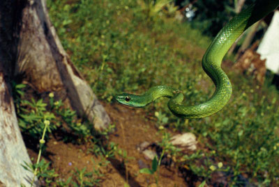 翠绿色是藤蛇的保护色(图)