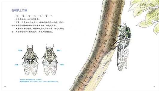 最美的法布尔昆虫记(4)