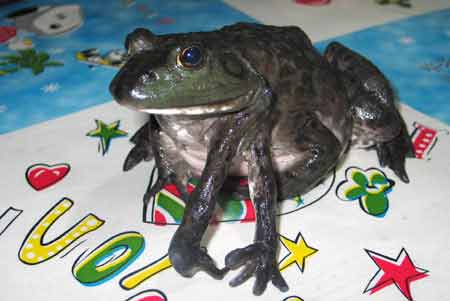 吉林一只青蛙六条腿 爬跳运动自如(图)